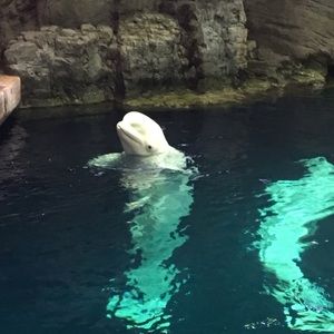 Meet your Posher, Kim